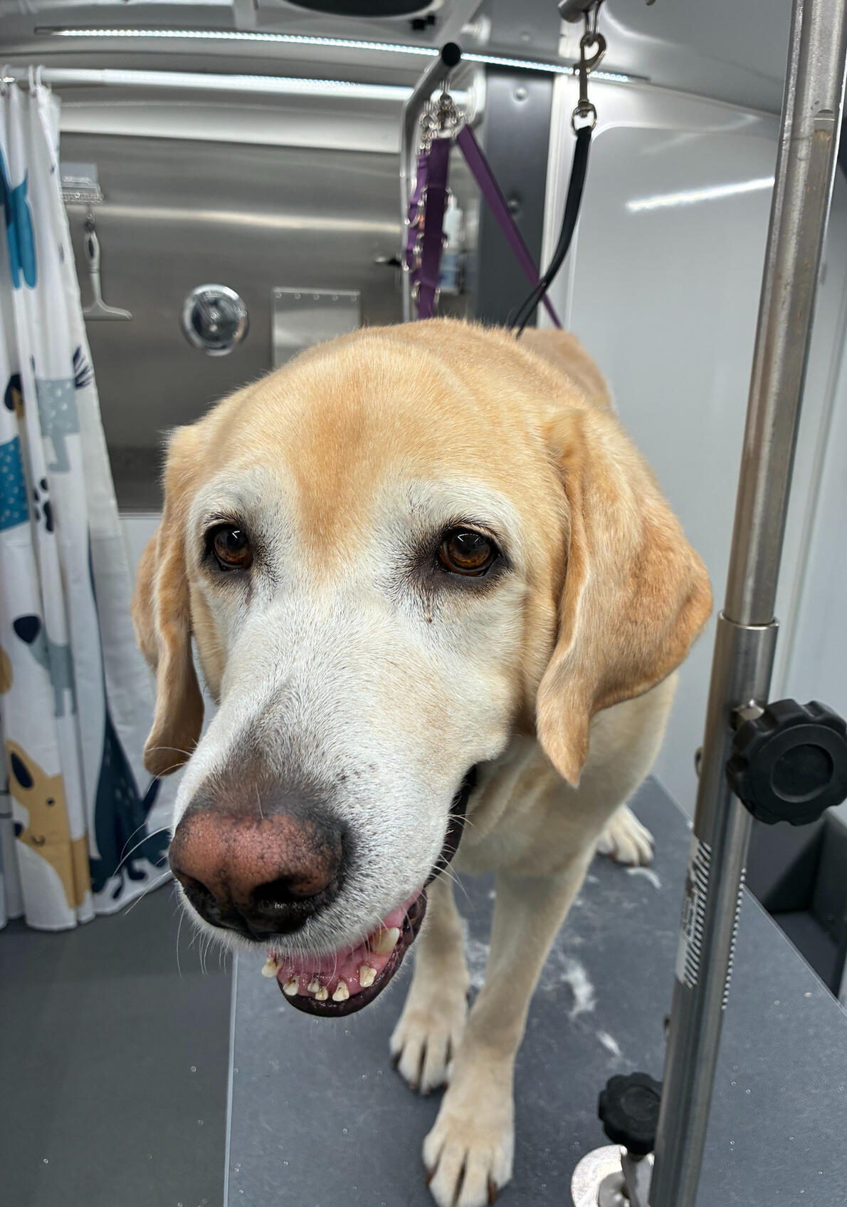 Image 4 Image 4